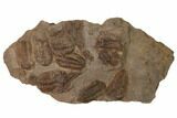 Ordovician Trilobite Mortality Plate - Tafraoute, Morocco #165249-1